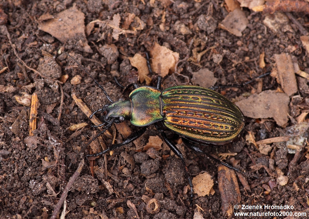 střevlík Ullrichův, Carabus ullrichii fastuosus, Carabidae, Carabinae (Brouci, Coleoptera)